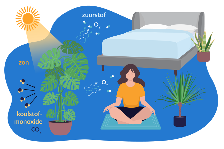 Planten produceren zuurstof